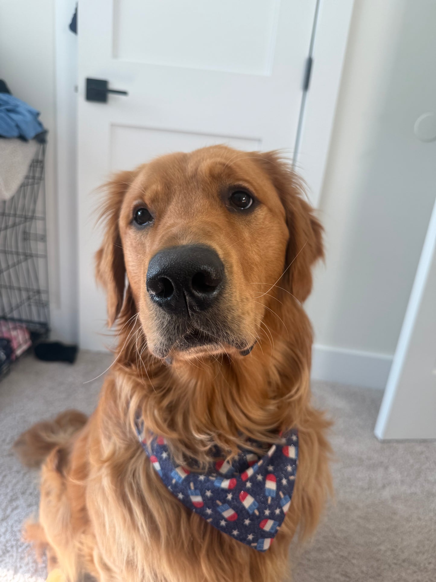Happy Paws dog bandana